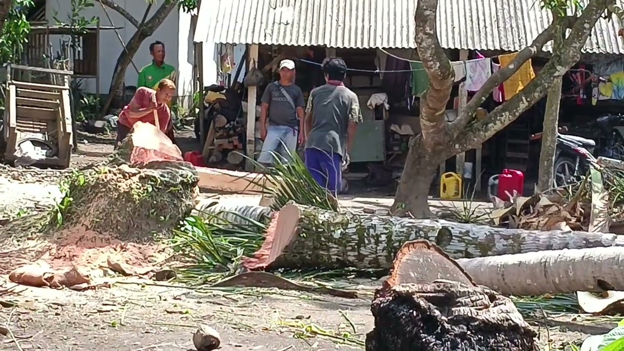 MEMBUAT TIHANG DARI POHON KELAPA