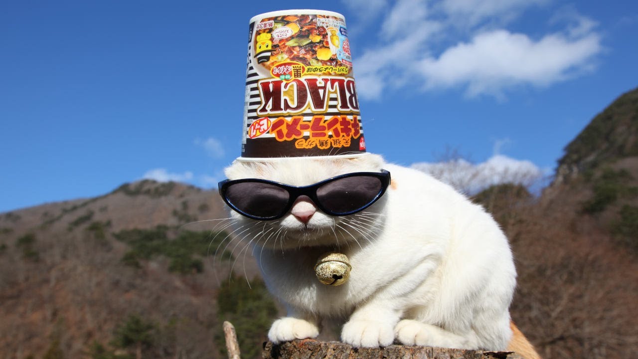 こたつのねこたちLIVE配信　　2026年1月16日