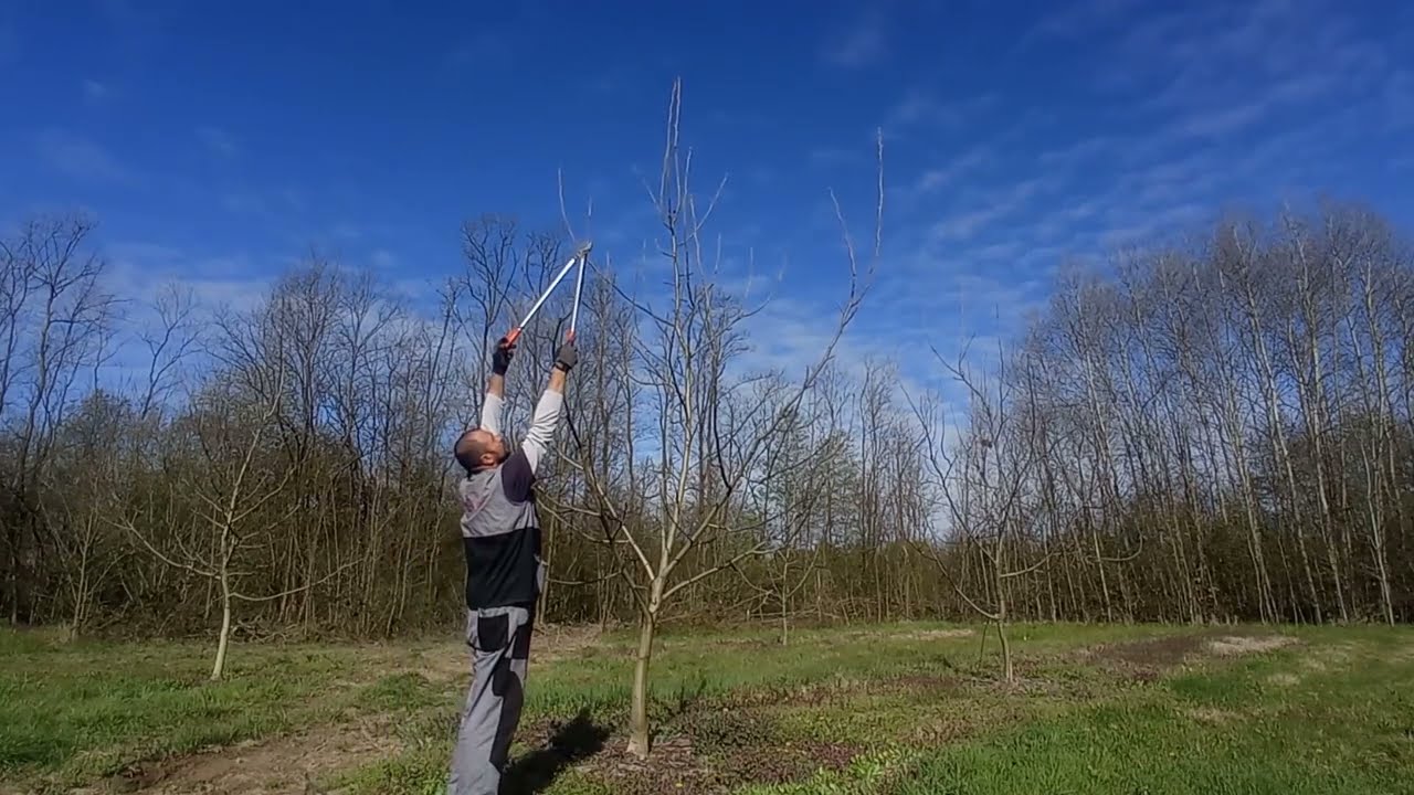 Walnut pruning, Rezidba oraha