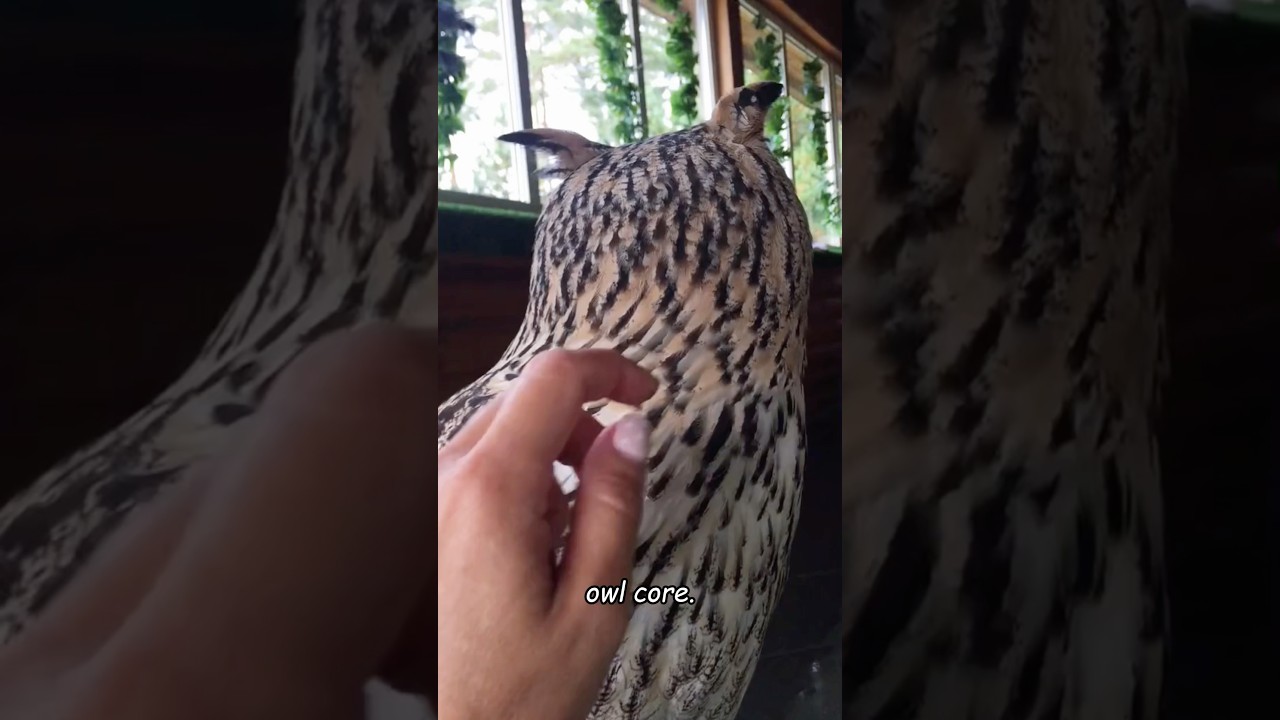 Owl core 🦉 #animals #funnypets #funny #petvideos #funnyshorts #fyp #usa #owl #funnyvideo #viral