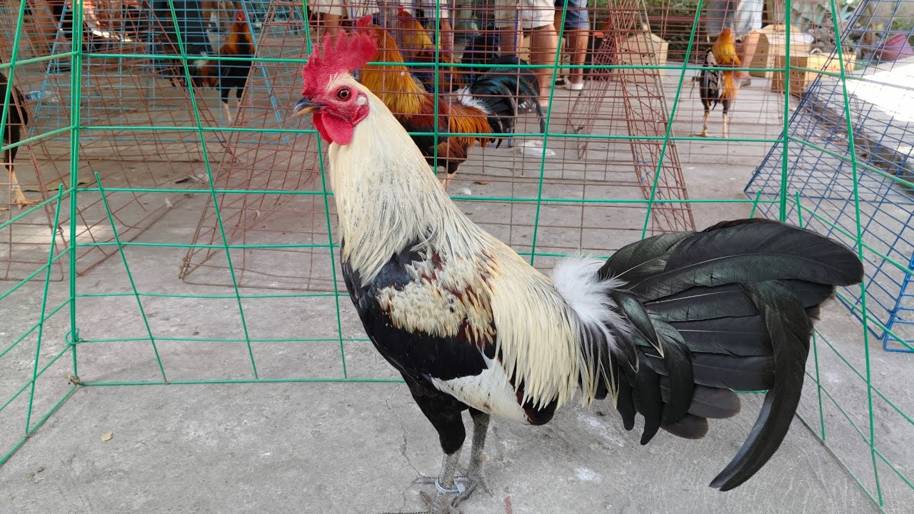 Lipa Tiangge Market sa Batangas Magkano kaya Ang Manok