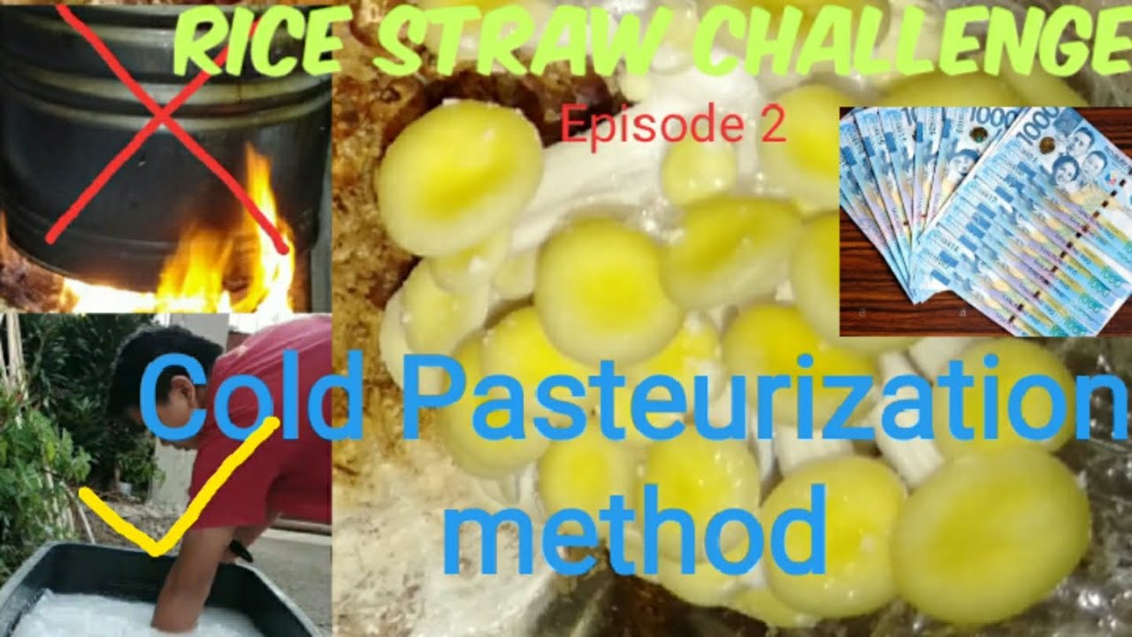 RICE STRAW CHALLENGE - episode 2 COLD BATH PASTEURIZATION