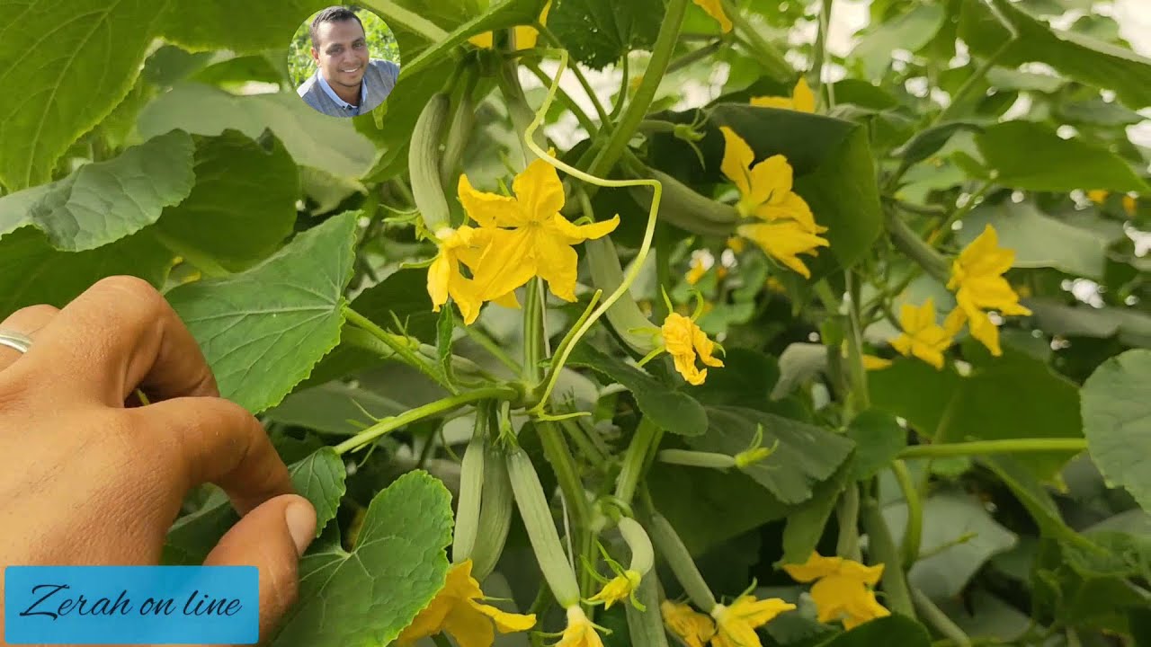 الاستخدام الآمن لمنظمات النمو فى الخيارUse of growth regulators