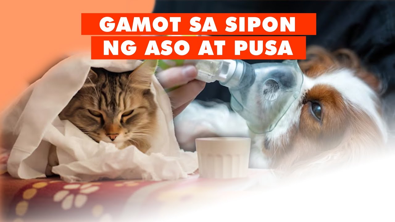 EP 17 | SIPON NG MGA ASO AT PUSA | UPPER RESPIRATORY DISEASES | SAKIT NG MGA ALAGA
