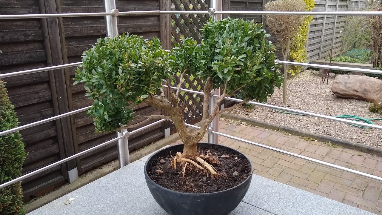 Buchsbaum Bonsai Baum selber ziehen / Aus einem Buchs einen Bonsaibaum gestalten / machen Anleitung