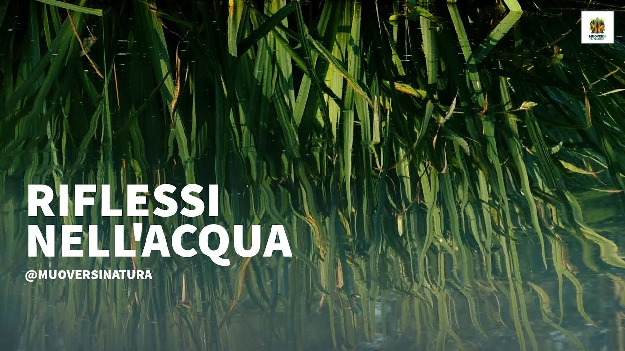 RIFLESSI NELL' ACQUA