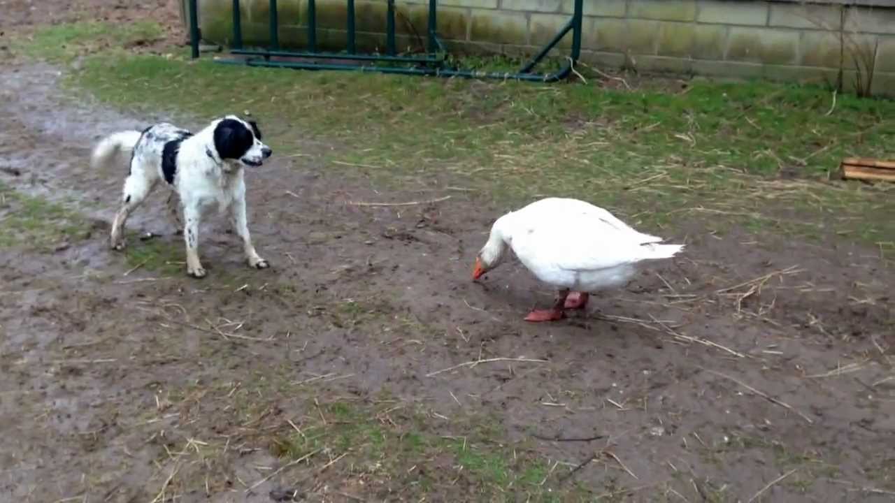 Dog vs Goose- Mecox Bay Dairy
