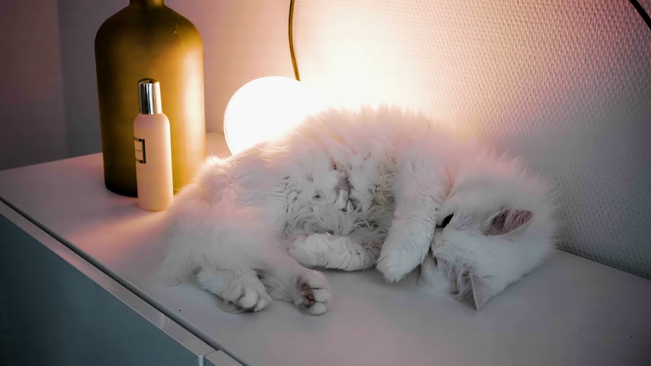 2 Hours cozy rainy Cat Ambience