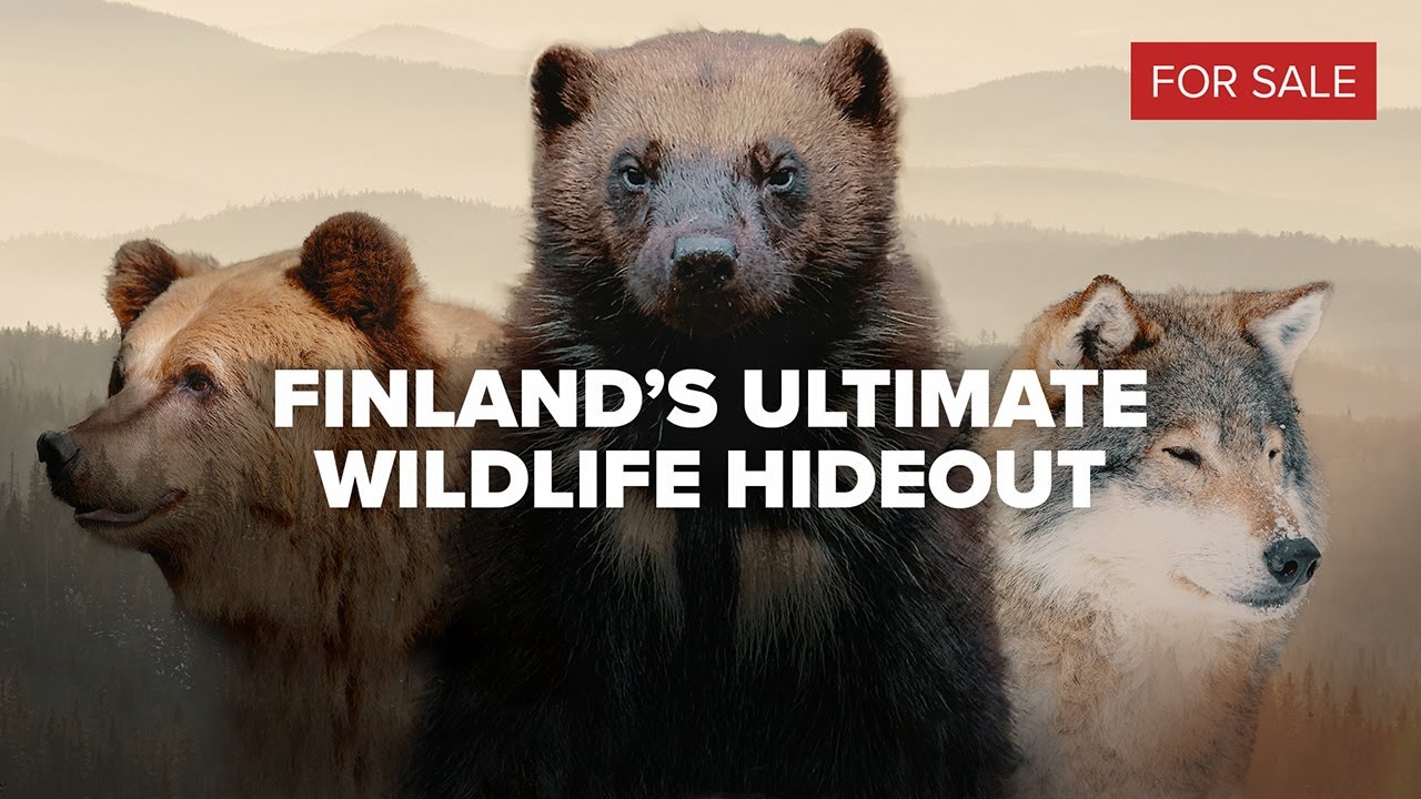 Finland&rsquo;s Best Wildlife Watching Spot &ndash; Wolverines, Bears & Wolves (NOW FOR SALE)