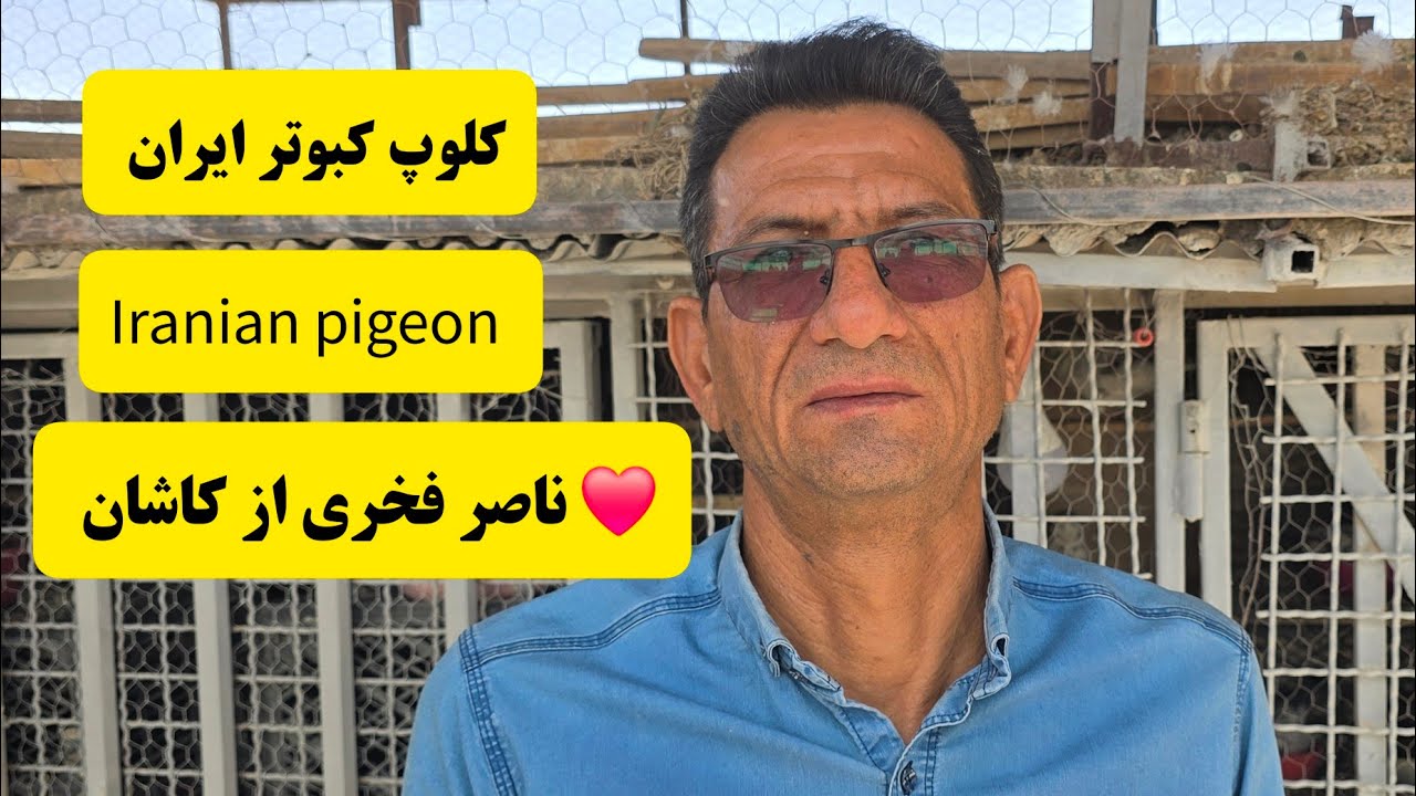❤️شهریور 1403 کاشان کبوترا و گزارش فنی از آقای ناصر فخری iranian high flyer pigeon