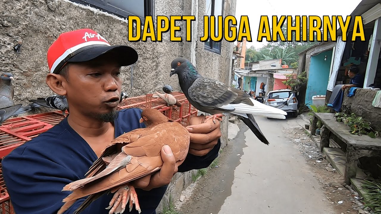 Hampir Aja Kecolongan Lagi ... !! Nyari Merpati Alhamdulillah Dapet Jos Gandos