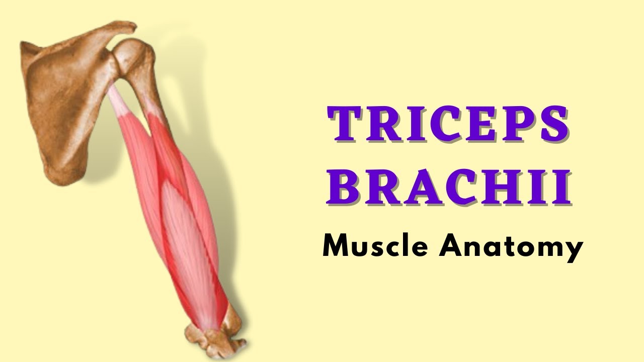 Triceps Brachii Muscle Anatomy | Posterior Arm Muscle | Doctor Speaks