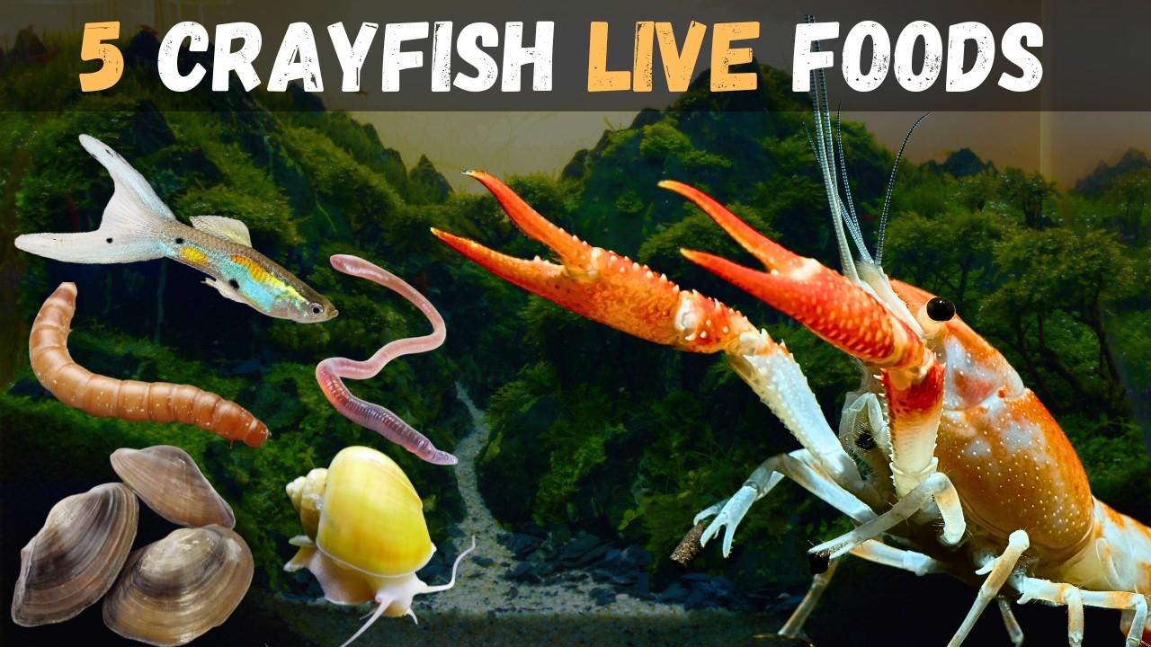 5 LIVE FOODS That Your CRAYFISH Will LOVE!