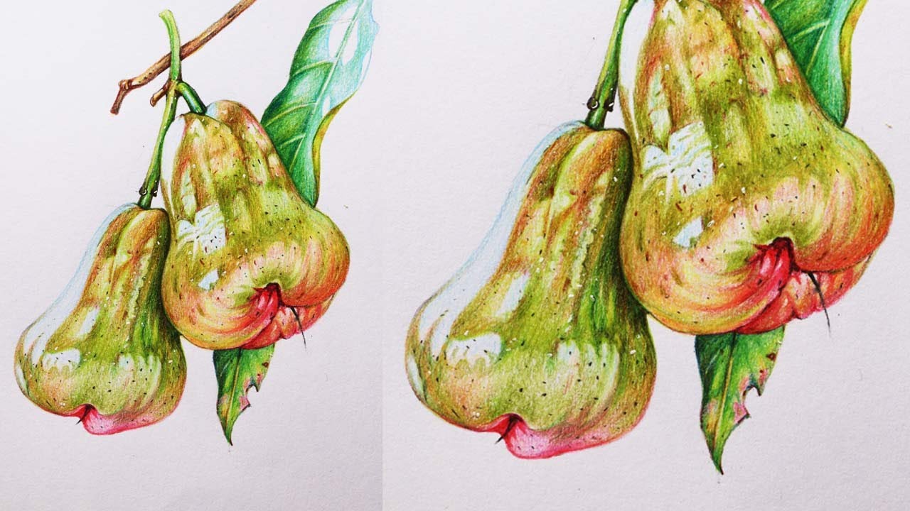 Bell Apple Drawing in Color Pencils | Water Apple Drawing | Fruit Drawing