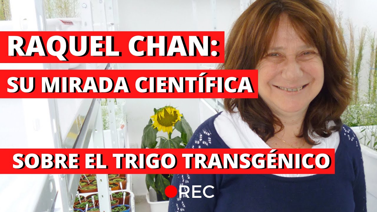 La mirada de la científica Raquel Chan sobre el trigo transgénico