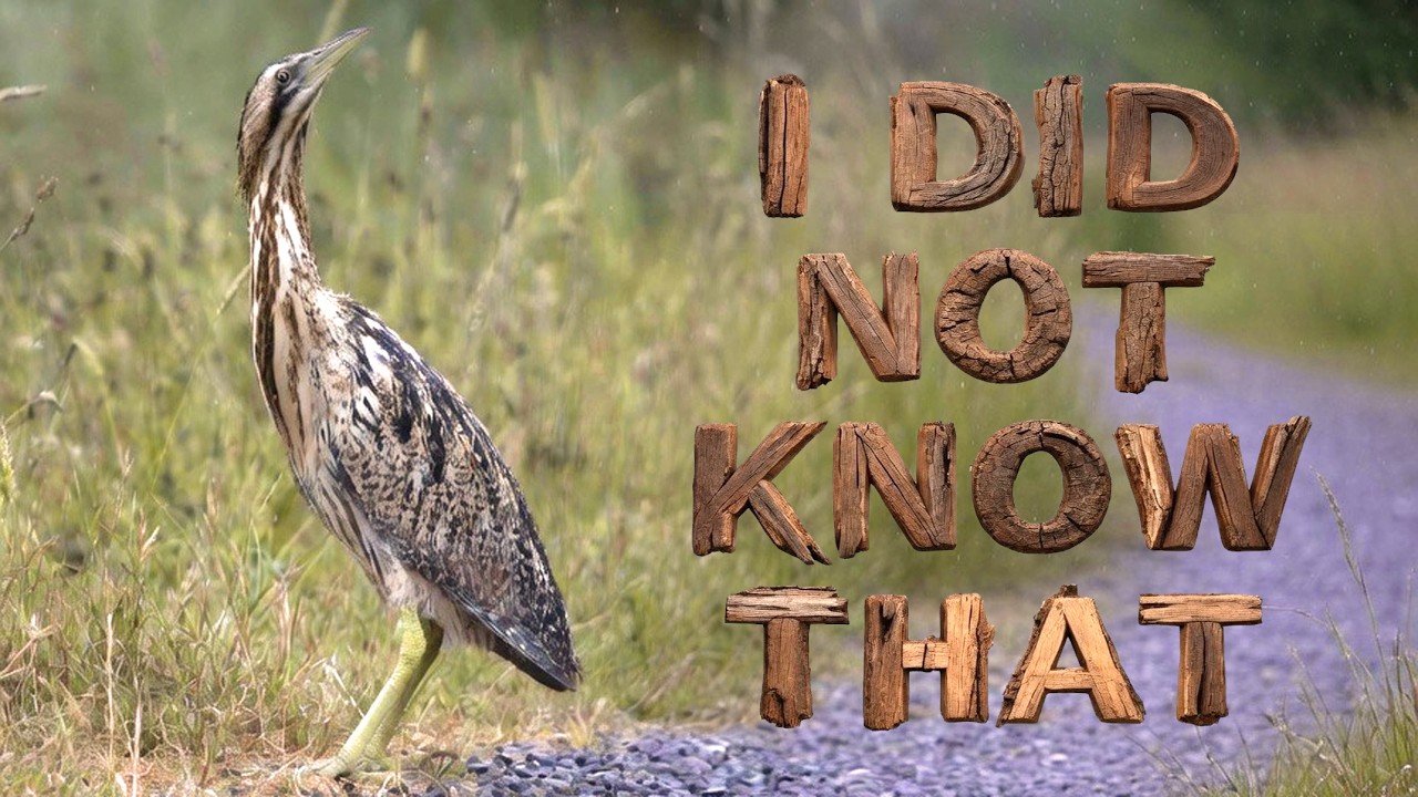 Amazing Facts About The Eurasian Bittern