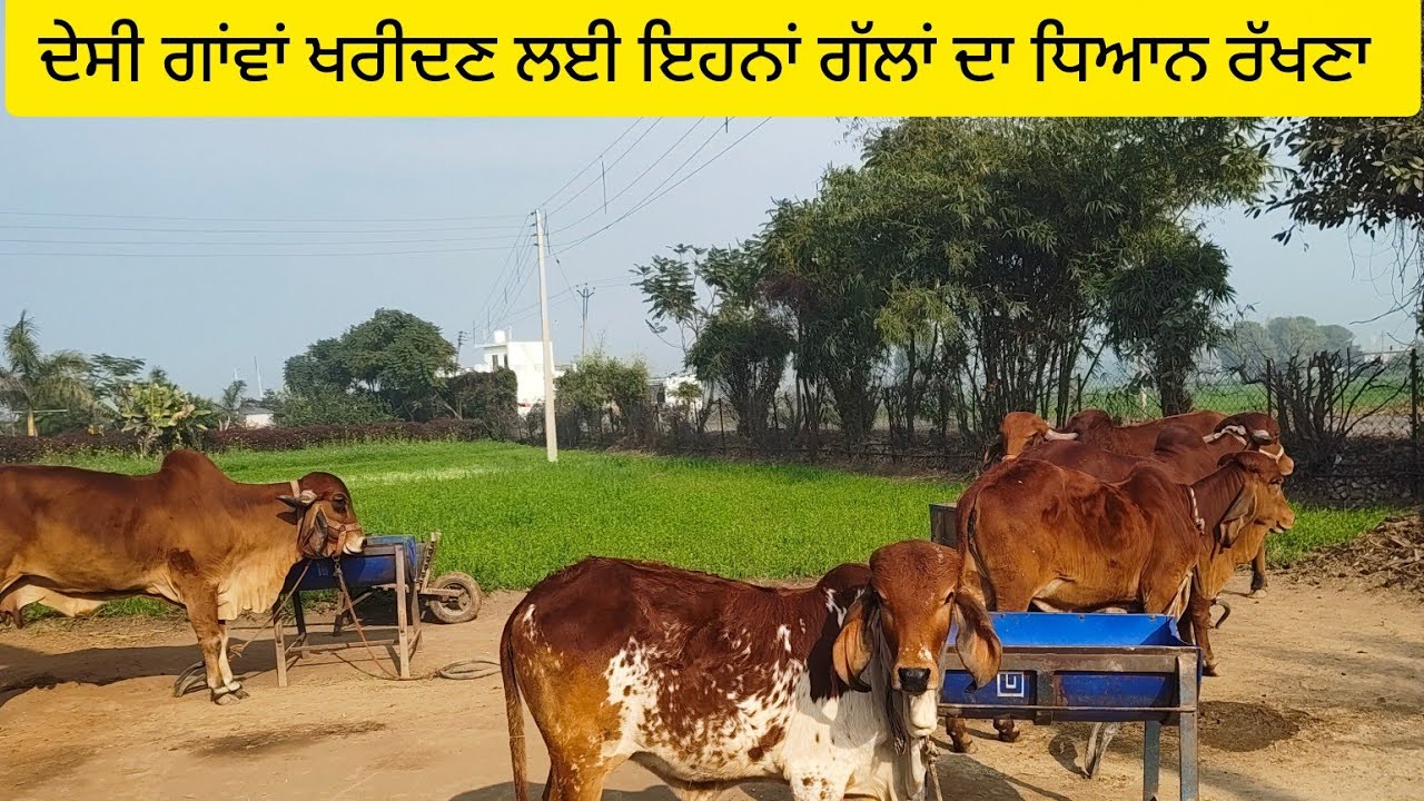 ਦੇਸੀ ਗਾਂਵਾਂ ਖਰੀਦਣ ਲਈ ਇਹਨਾਂ ਗੱਲਾਂ ਦਾ ਧਿਆਨ ਰੱਖਣਾ 🙏