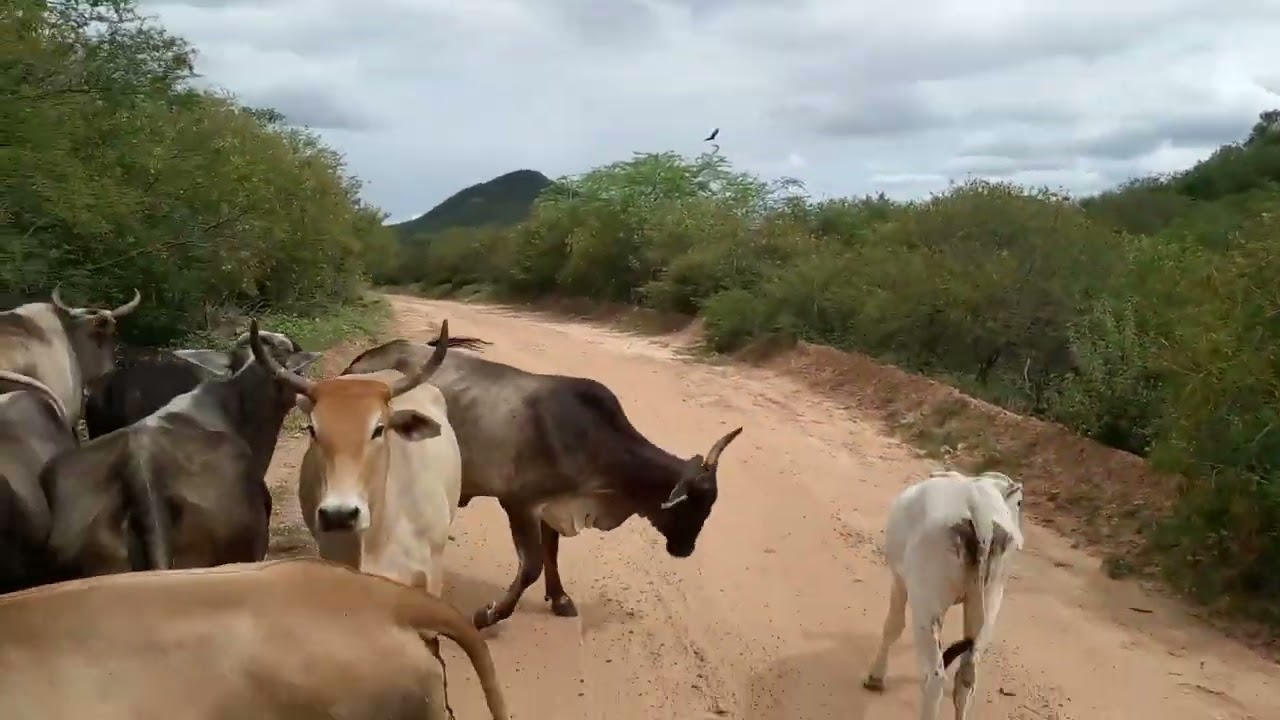 Mudando as vacas de manga parte 2