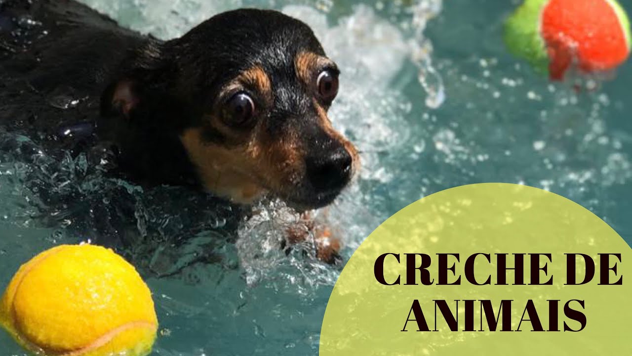DAILY VLOG: creche de animais