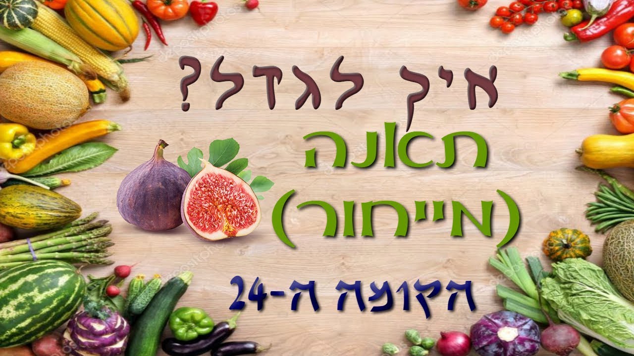 איך לגדל ייחורי תאנה