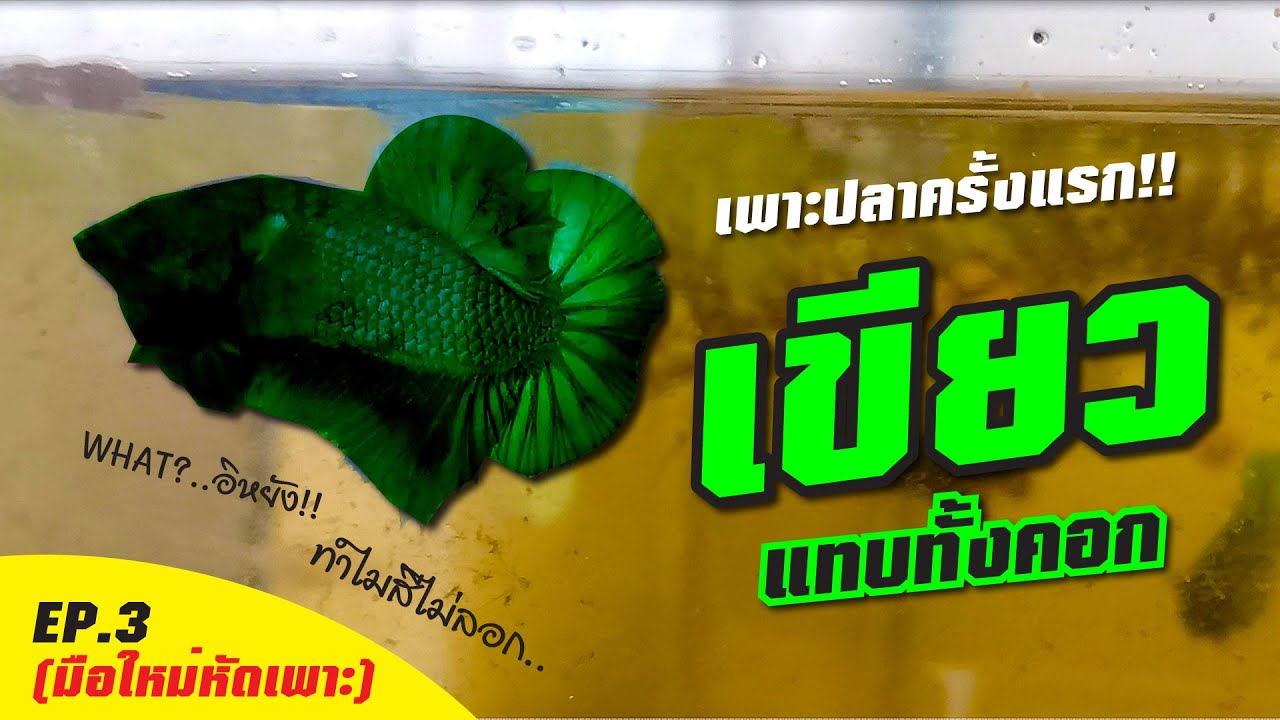 [EP.3] เพาะปลาครั้งแรก I เขียวแทบทั้งคอก I ทำไมสีไม่ลอก!!