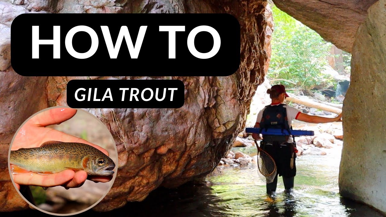 Ever want to catch Gila Trout? Tips and Tricks on how to catch rare trout