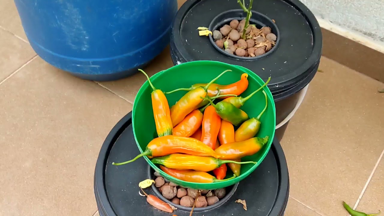 Pimenta 80 - Aji Amarillo INPA,  peruana top e favorita. Coleção de Pimentas do Quintal Vila Verde