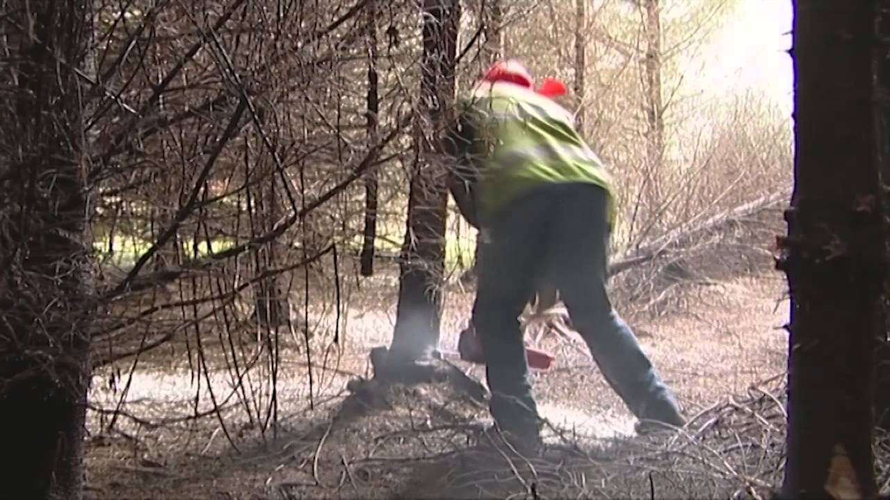 05   Whole Tree Thinning 1