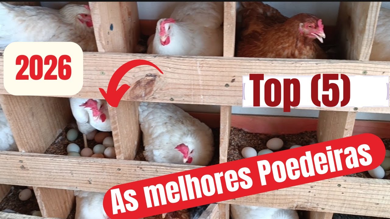 AS CINCO MELHORES POEDEIRAS PARA CRIAR EM 2026