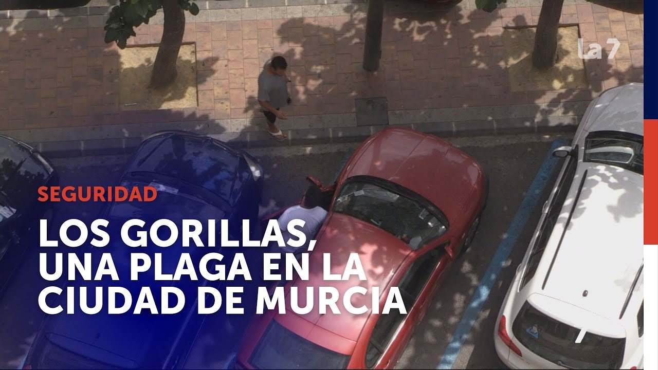 Los gorrillas, una 'plaga' en Murcia | La 7