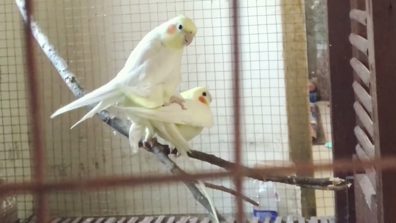 COCKATIEL MATING | BREEDING PROCESS ( Part 1 ) BIRDs NEPAL