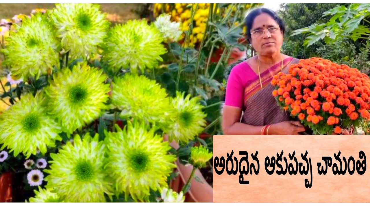 అరుదైన ఆకుపచ్చ చామంతి | Green Chamanthi | Chamanthi Flower blooming Tips