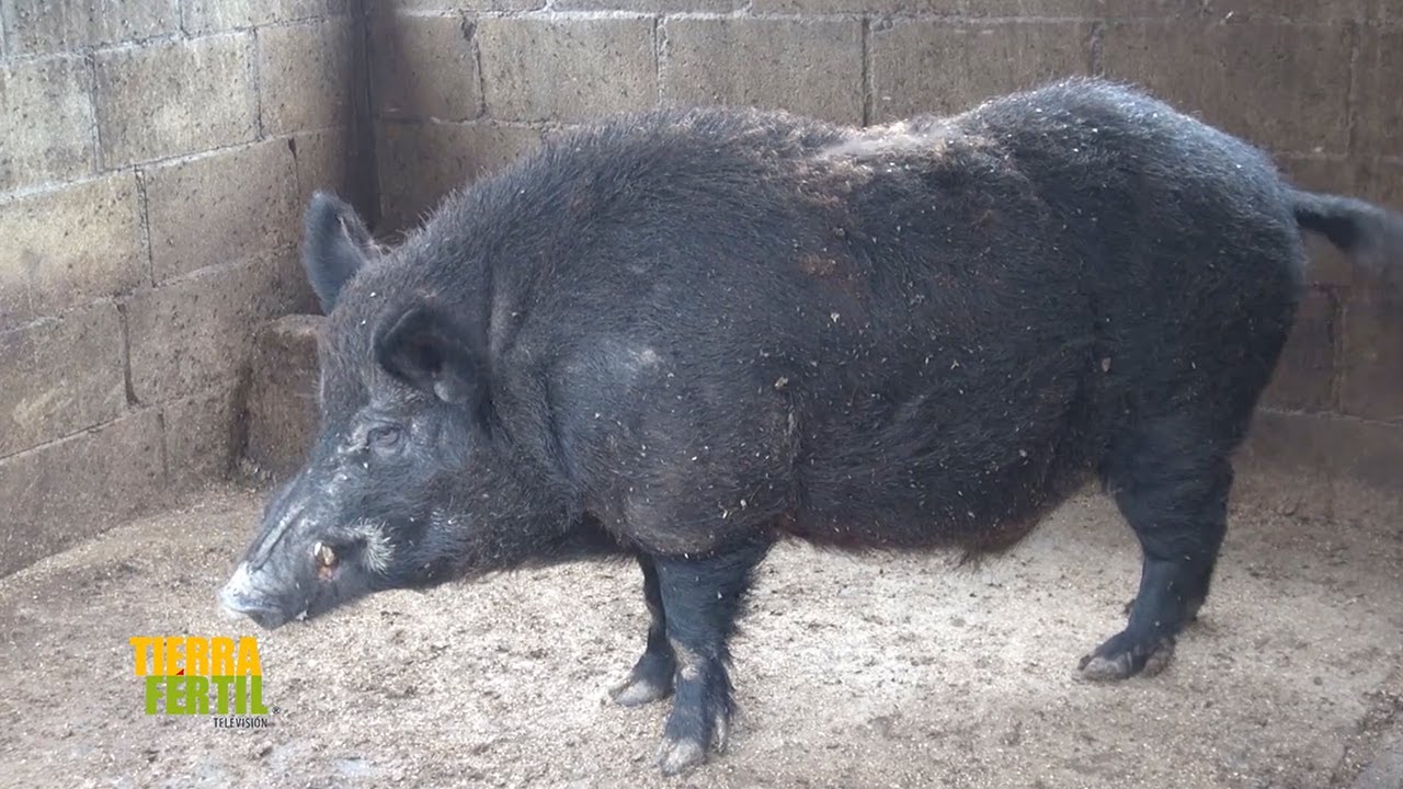 Tierra Fértil Tv-Producción de jabalí y su valor agregado (16.07.22)