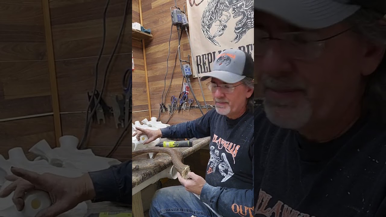 Mounting Moose Antlers on an Outlaw Skulls Reproduction Skull 