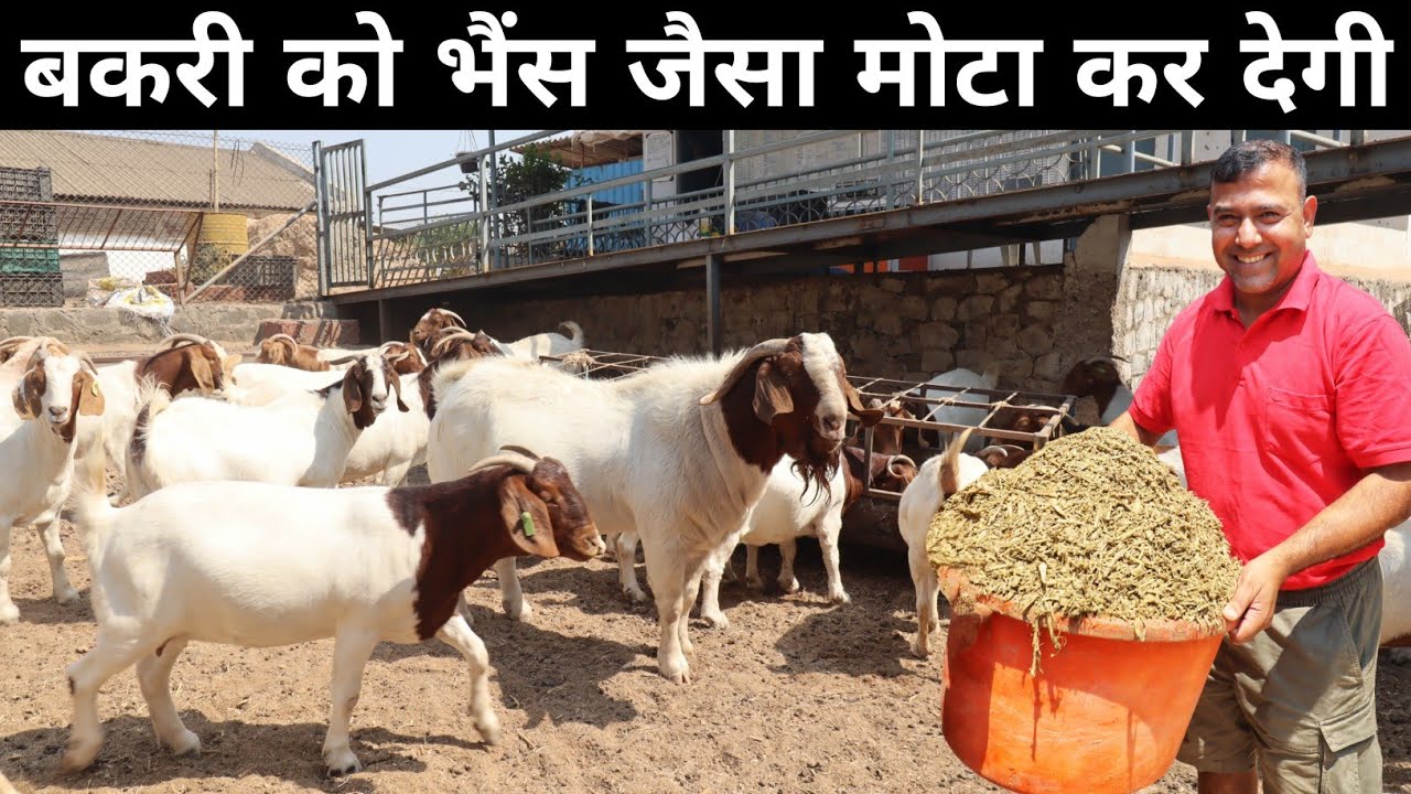 बकरी को मोटा कर देगी ये अनोखी खुराक | Bakri Ko Mota Karne Ka Tarika | How to Gain Goat Weight