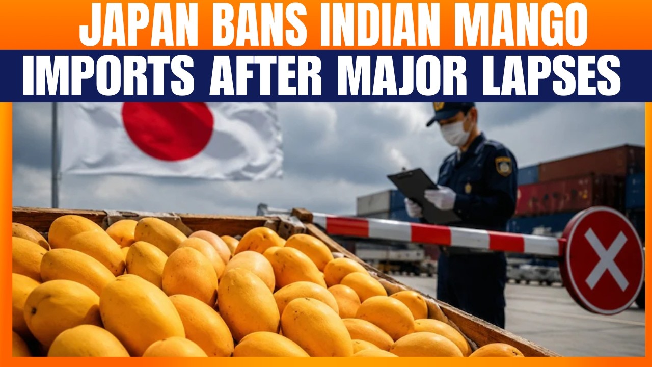 Japan Suspends Indian Mango Imports After Pest-Control Lapses | Alphonso, Kesar Exports Hit