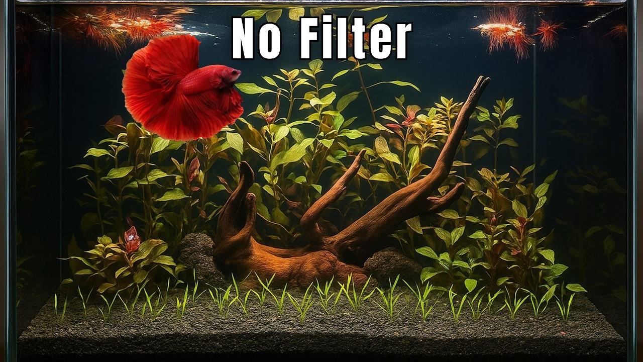 Natural Planted Betta Tank Setup - No Filter, No Co2, No Fertilizer
