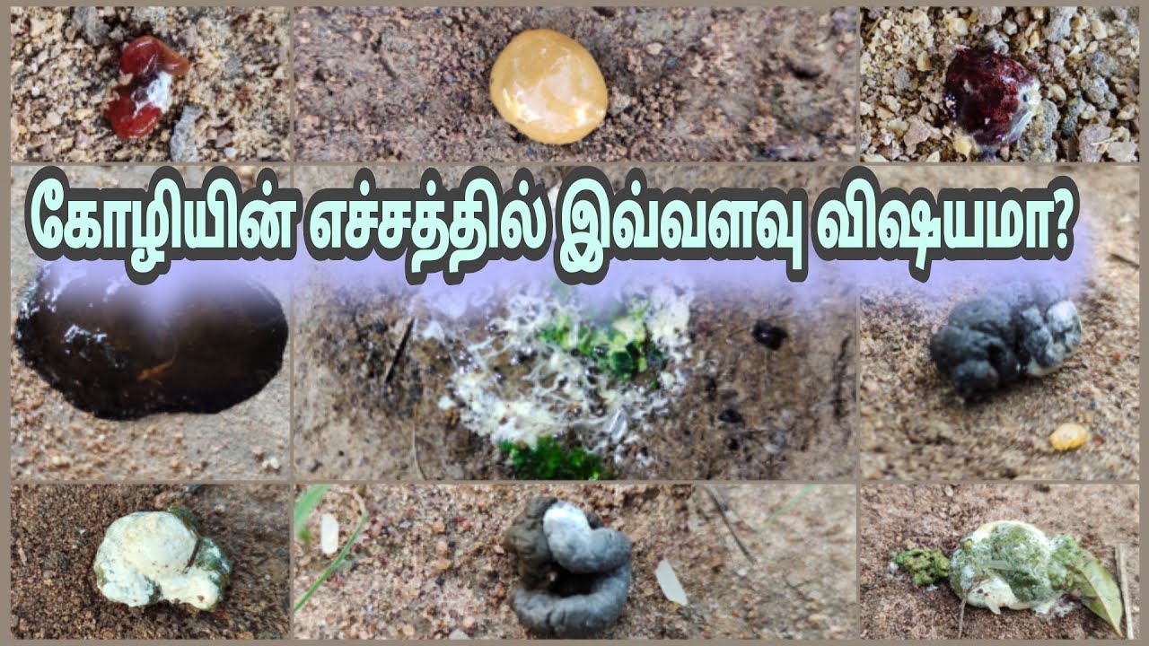 கோழி எச்சத்தின் காரணங்களும்! மற்றும் நோய்களும்!