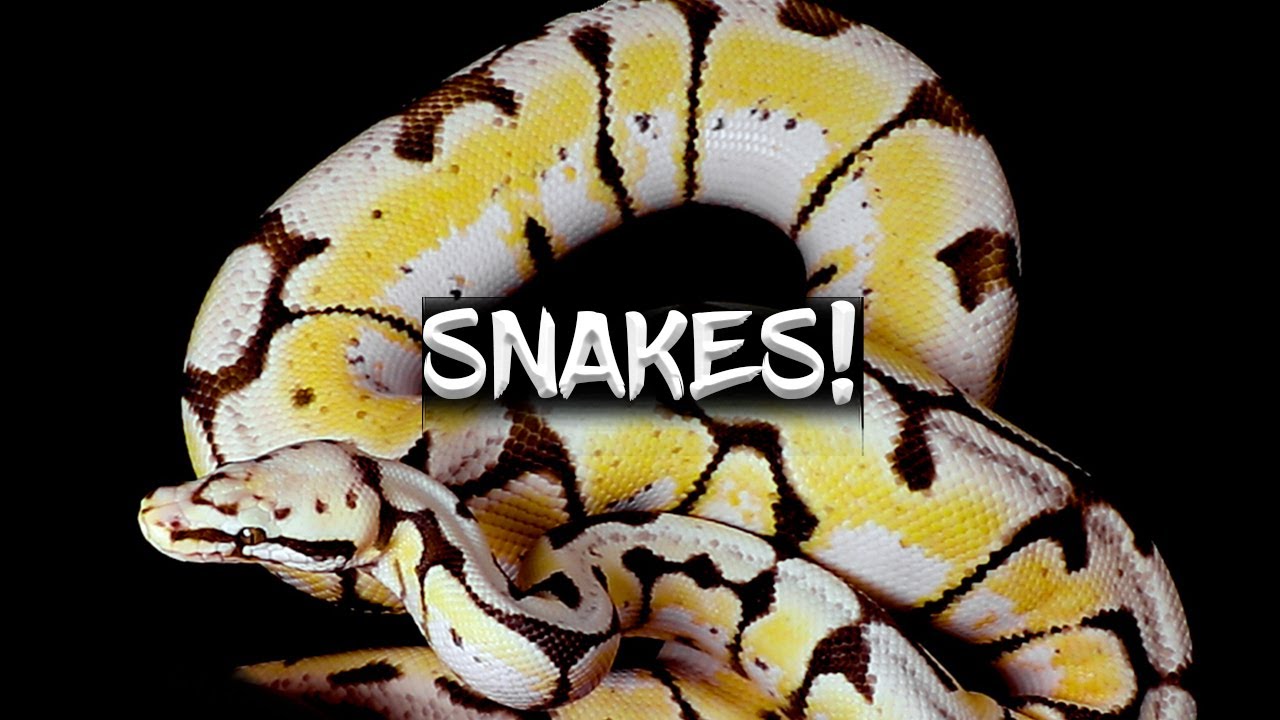 Just a Few Random Snakes!