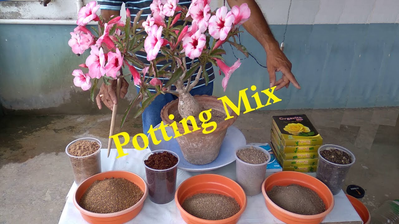 My Secrets of Tons of Adenium Flowers