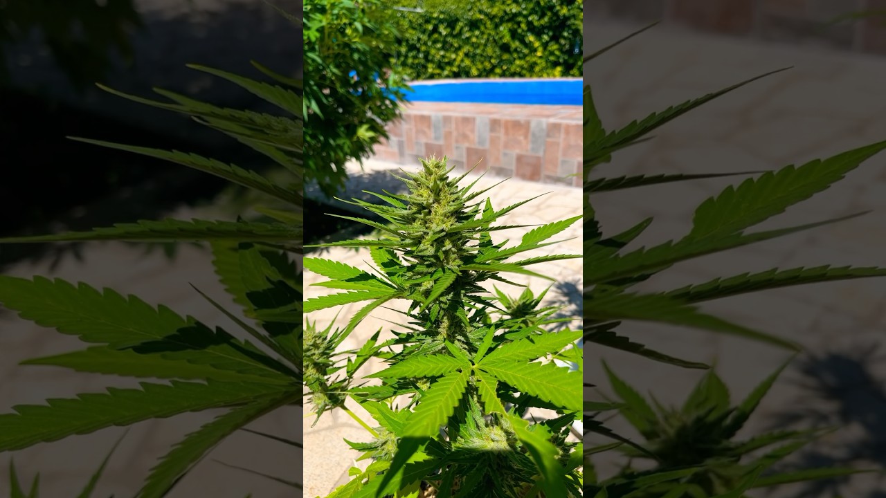 Cultivo tard&iacute;o de autoflorecientes 😎