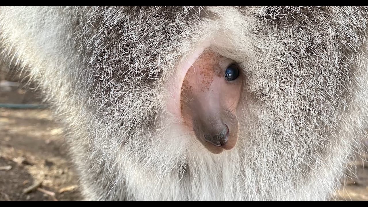 Double Adorable 