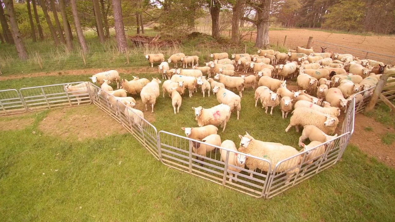 Spring at Logie Durno Sheep