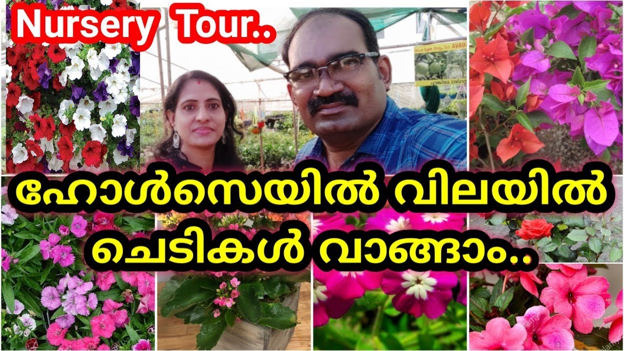 മണ്ണുത്തിയിൽ  വിലക്കുറവിൽ ചെടികൾ ലഭിക്കുന്ന നഴ്സറി..🥰