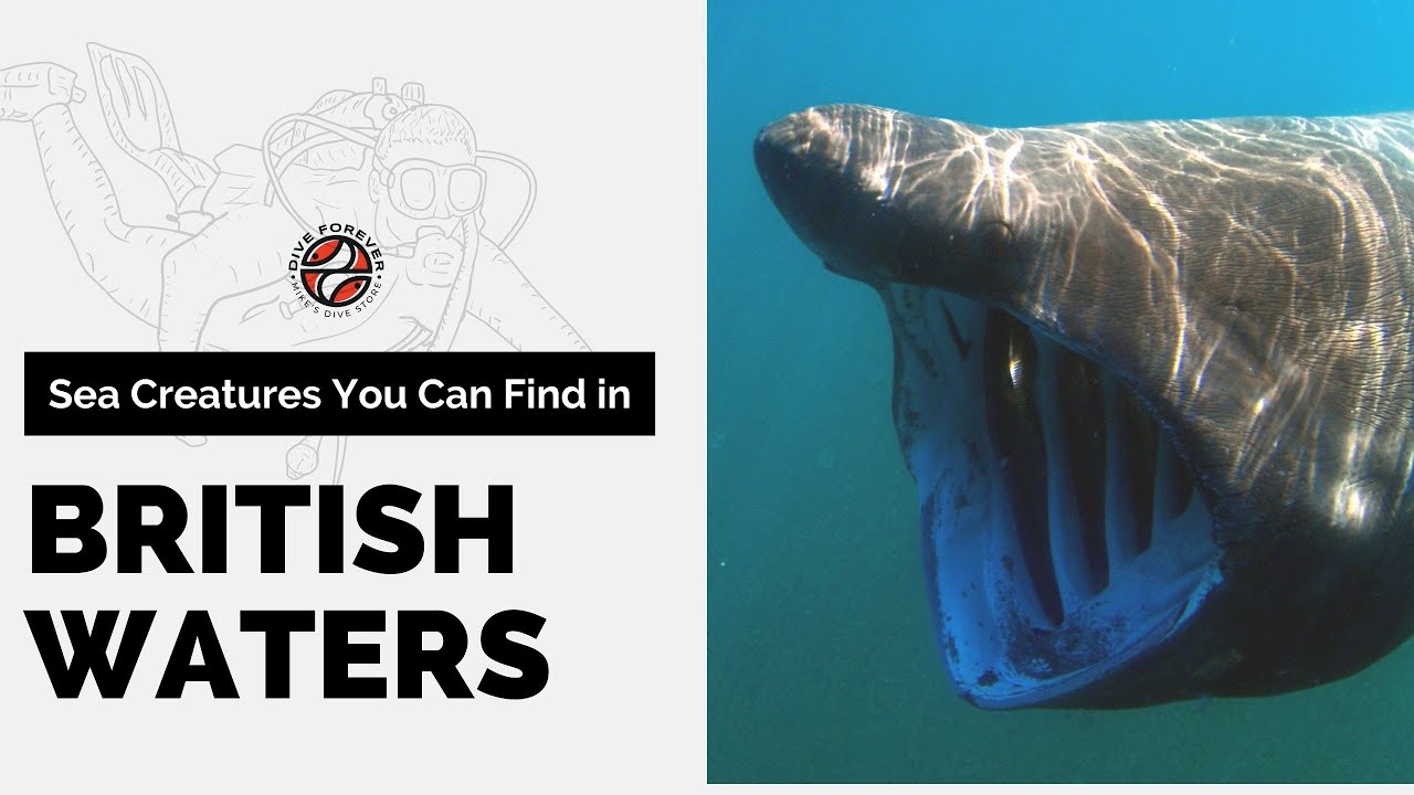 UK Scuba Diving: Sea Creatures You Can Find in British Waters