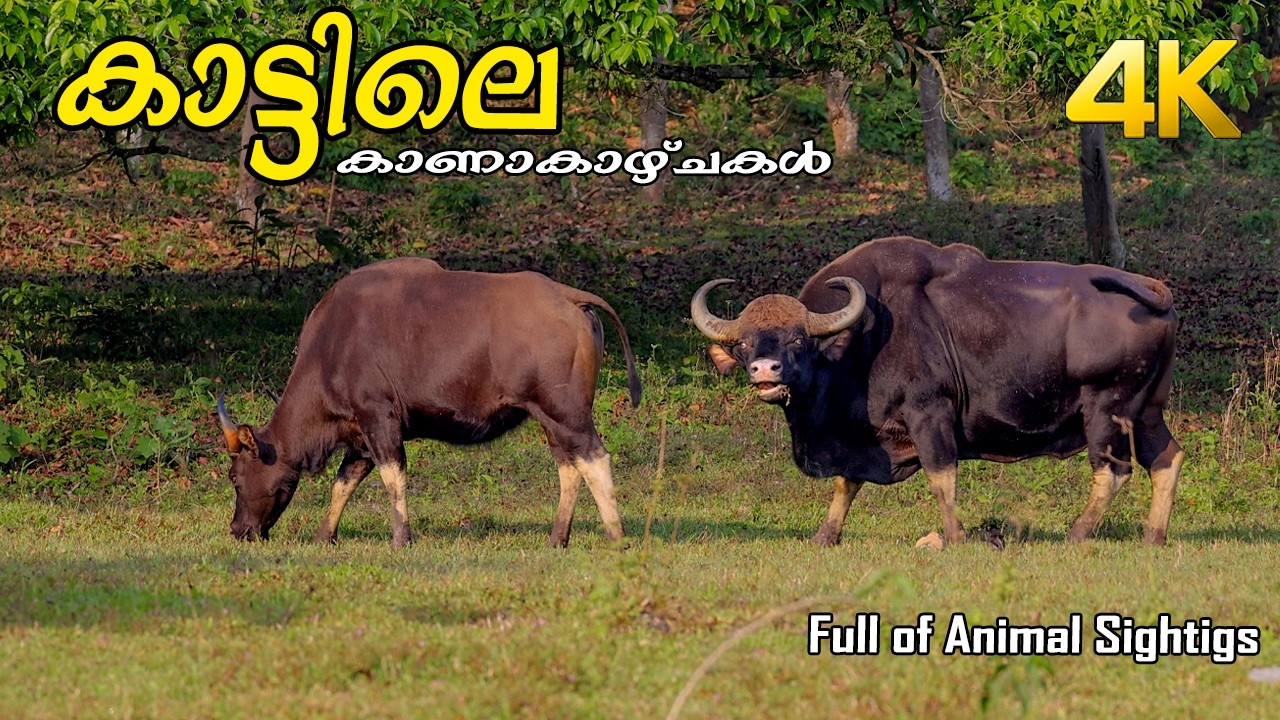 കിടിലൻ Sightings !!! 4K