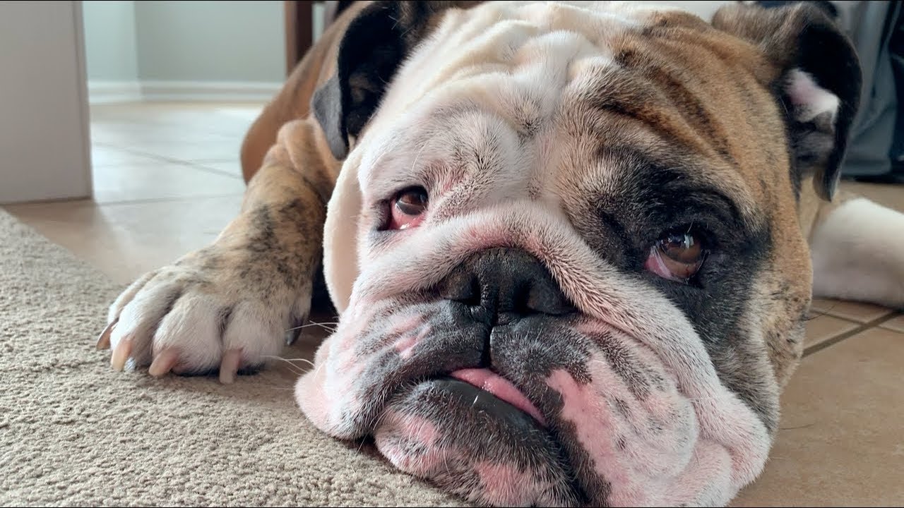 Reuben the Bulldog: The Return
