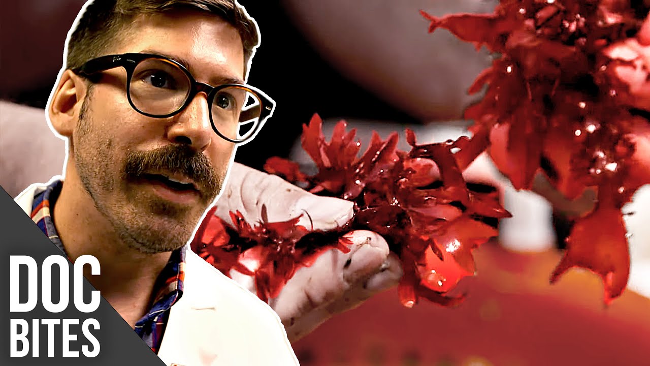 Seaweed BACON - Food of the Future | Did You Know? | Doc Bites