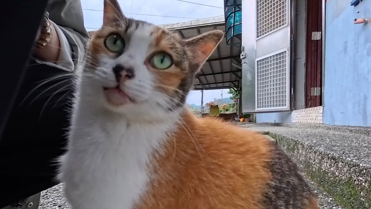 Помогите! Сладкий голос этой трёхцветной кошки растапливает моё сердце ❤️