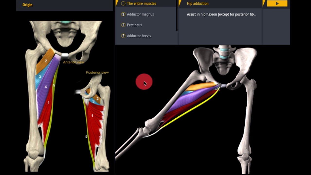 Musculus adductor longus